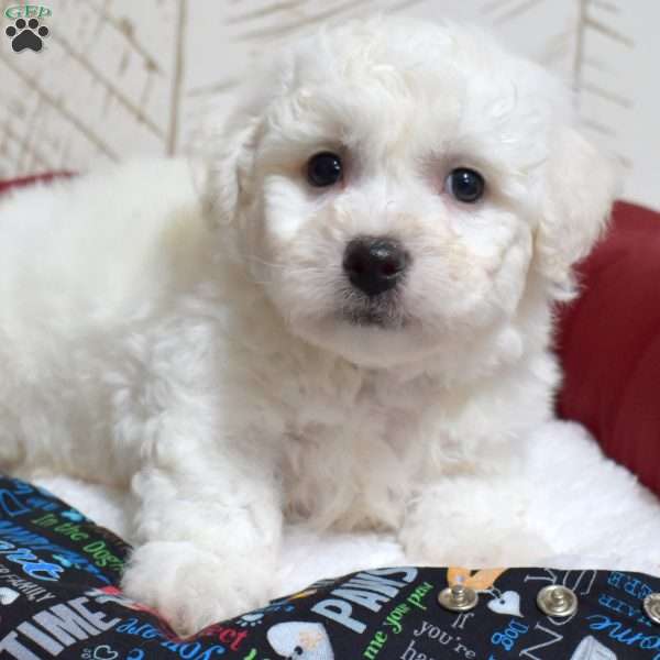 Milo, Bichon Frise Puppy